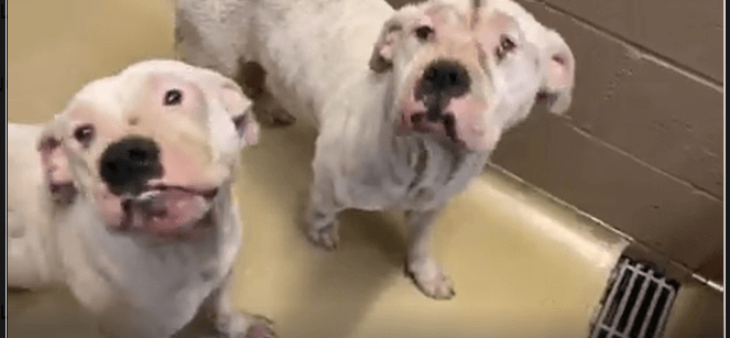 No interest for brothers ignored too long at high kill Texas shelter