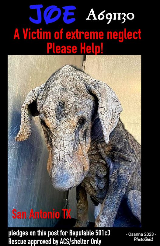 Innocent victim of extreme neglect young dog needs someone to help him