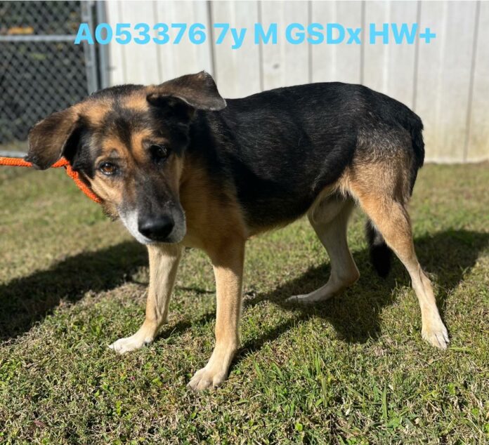 Dog going through rough time after owner went to assisted living relied on his basketball toy for comfort