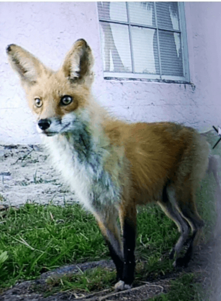 Florida couple accidentally trapped 3 baby foxes under their home but help came just in time