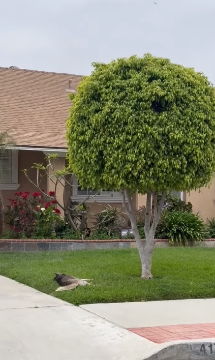 Viral video of badly injured dog howling in pain all night on home’s front lawn breaking our hearts