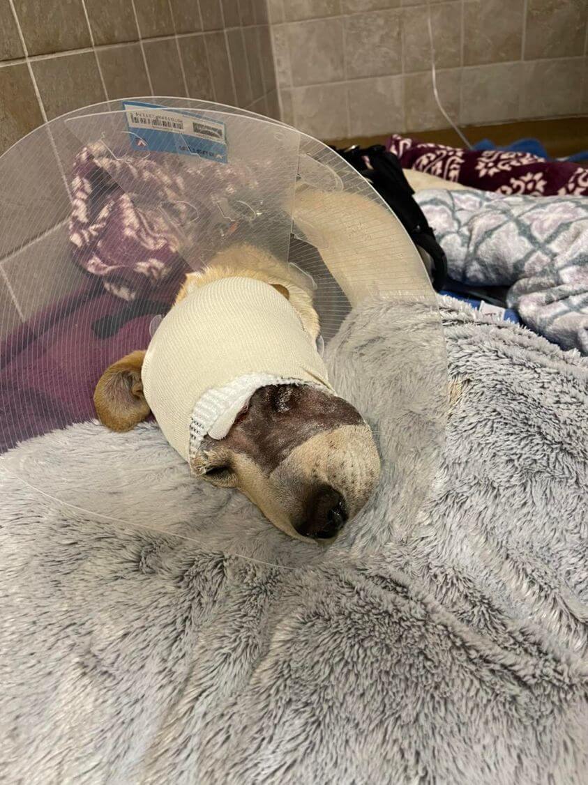 ‘Joey’ hit by car and lucky for this pup police officers called rescue org asking for help