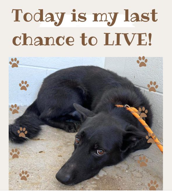 ‘Johnny’s last day’ at overcrowded Texas shelter