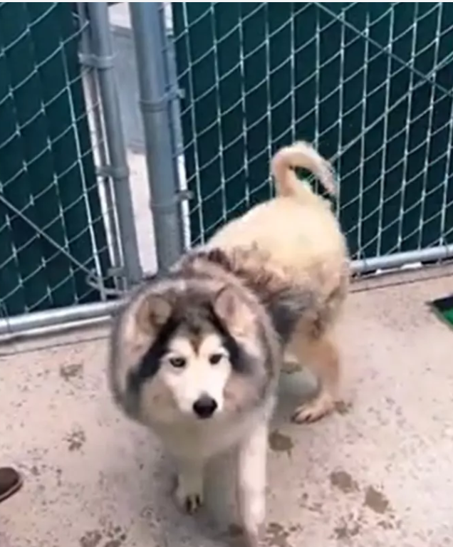 Skunk sprayed and half shaved shelter dog no one even looked at for 5 months found his hero and fell in love