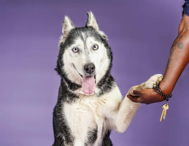 Husky with the bluest eyes at overcrowded shelter 508 days