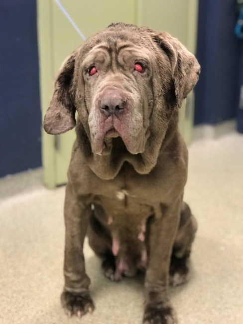 Abused and neglected dog goes wild as her rescuers sing her song