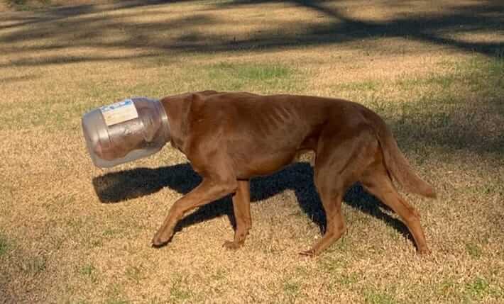 Dog with huge jug over his head prompted search after social media push to rescue him