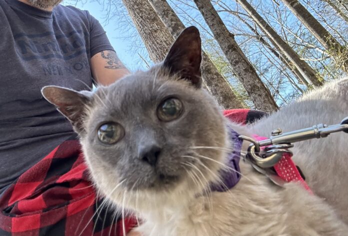 Jolene the cat 2