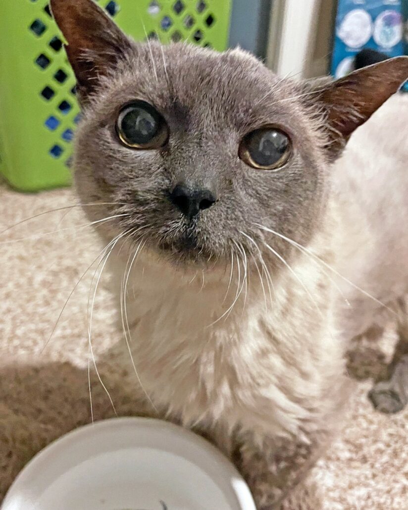 jolene-the-cat-824x1030-1