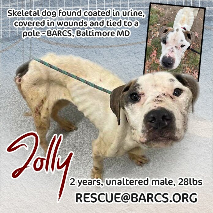 Desperate help needed for dog left tied to a pole covered in wounds and his own urine