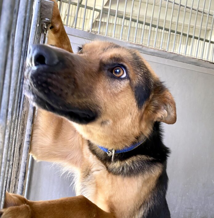 ‘Jonas’ has been waiting more than a month for someone to rescue him from high kill California shelter