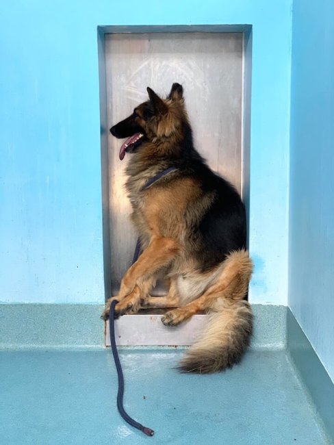 German shepherd tries to ‘melt into the wall’ at crowded shelter