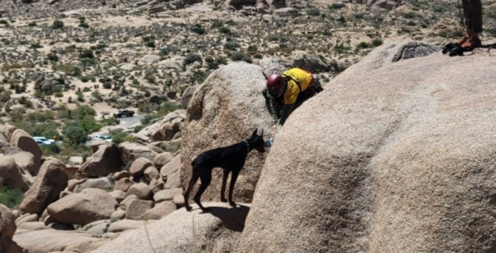 Lost and dehydrated puppy stuck on ledge in Joshua Tree National Park rescued by rangers