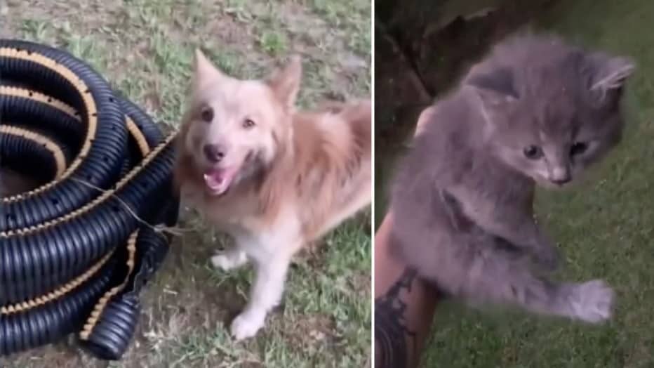 Dog rescued tiny kitten trapped in family’s garden hose