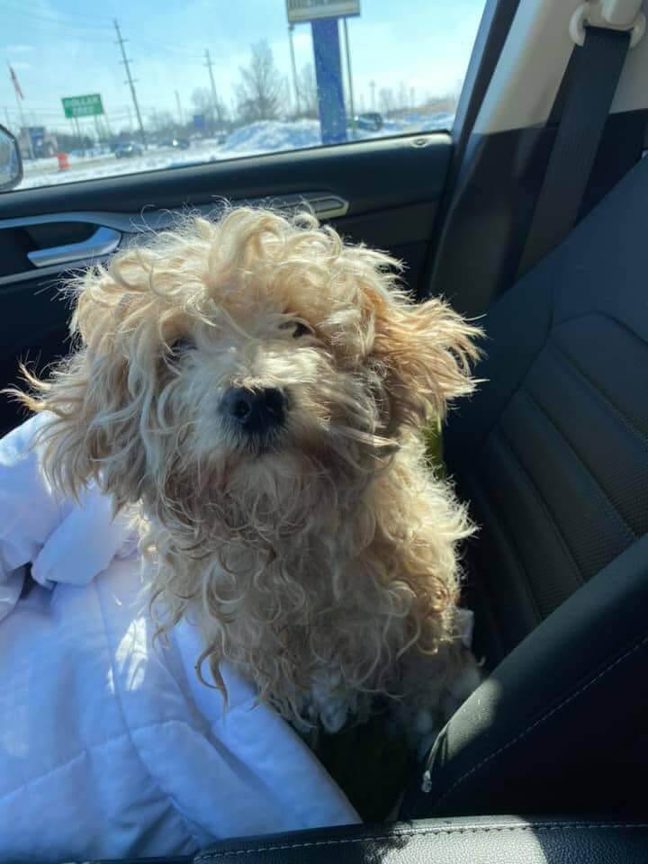 Dog rescued after 4 days stranded on frozen Detroit River turns into ownership controversy