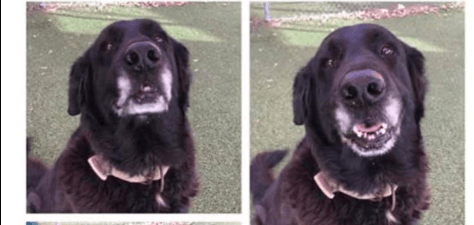 Handsome retriever with the best manners destined to die at shelter