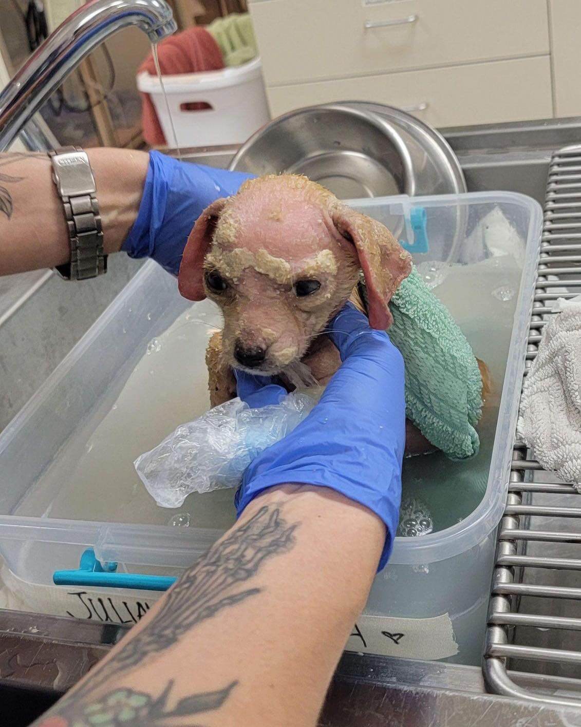 UPDATE: 6-week-old puppy left to fend for herself in Houston park improving