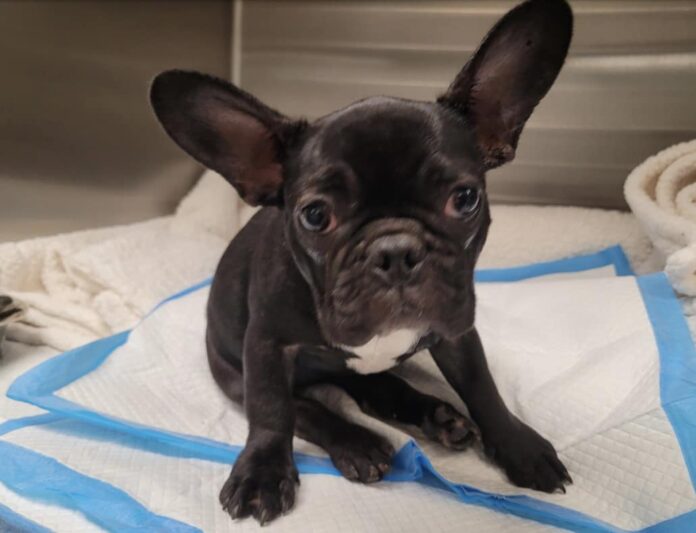 Four month old French bulldog arrived as stray and in grave danger of losing her life