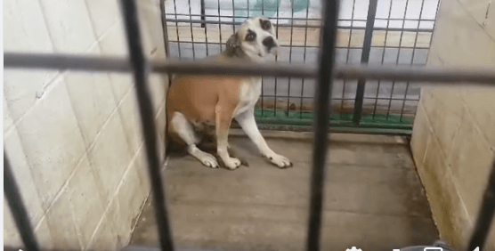 If a dog ever broke your heart it’s Juliet as she waits at shelter in isolated terror