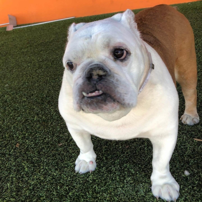 Juliet overweight pup