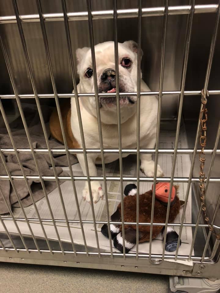 juliet-overweight-pup1