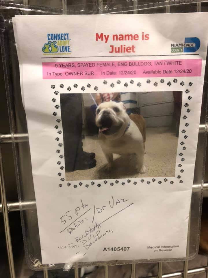 juliet-overweight-pup2