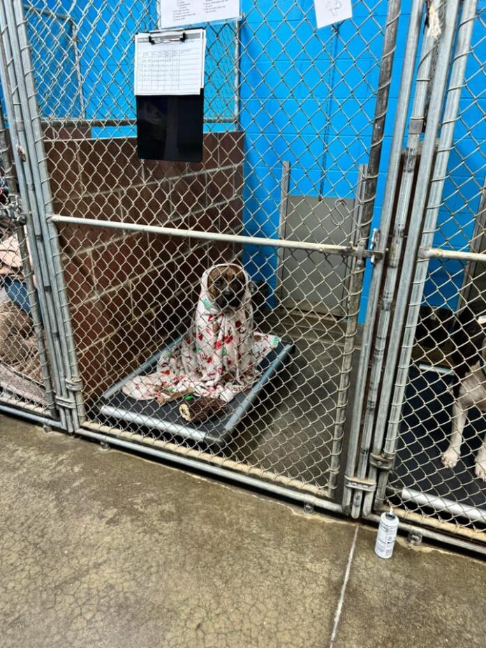 Not one potential adopter has come to the shelter to meet sweetest dog