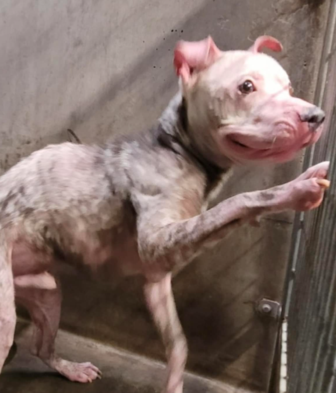 Monsters among us ‘dumped’ severely neglected blind, sweet dog to high kill shelter