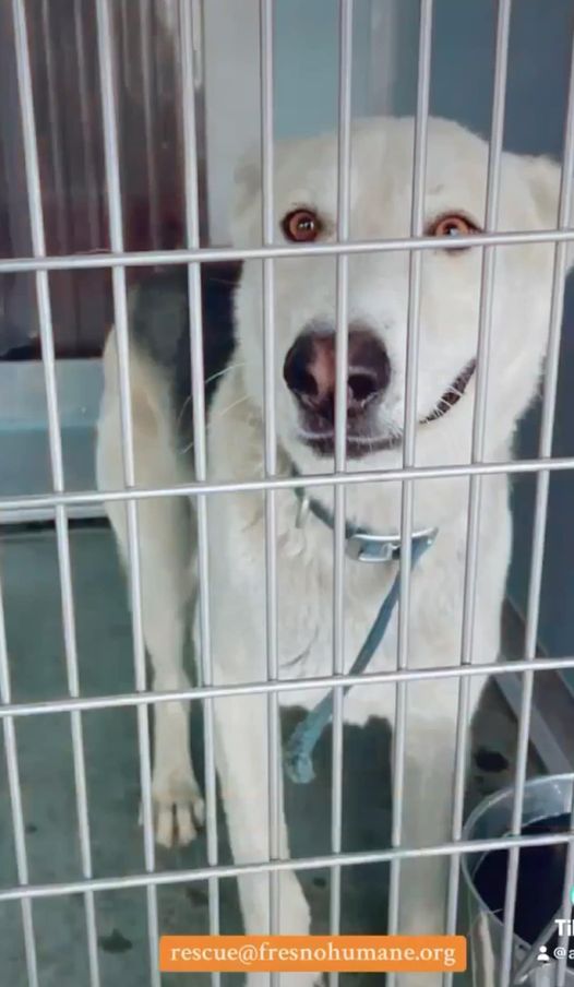 Family dumped pup from car but loyal dog still tried to chase them