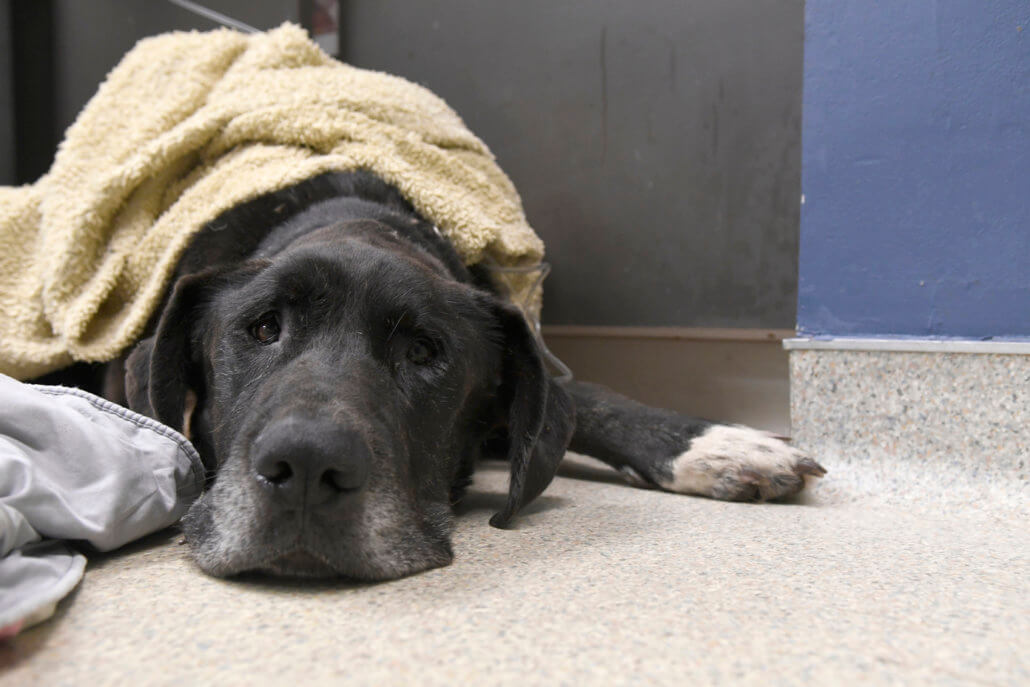 jumbo-jack-5-1030x687-1