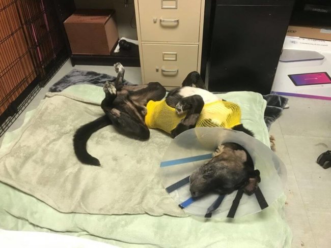 ‘We did not come this far to come this far’ Helping Jumbo Jack live