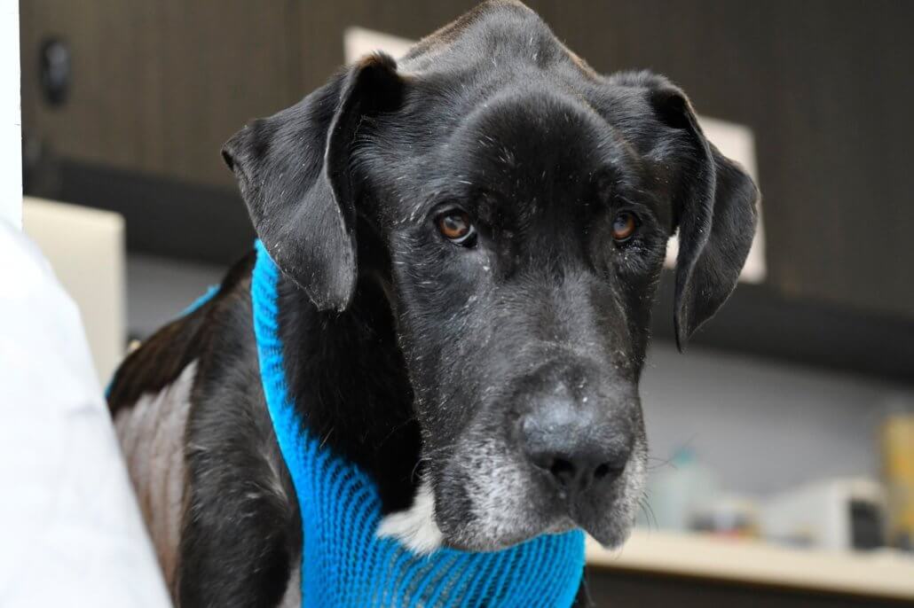 jumbo-jack-healing-2-1030x686-1