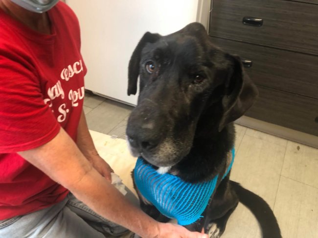 Stray Rescue’s ‘Jumbo Jack’ amazing will to survive endears everyone