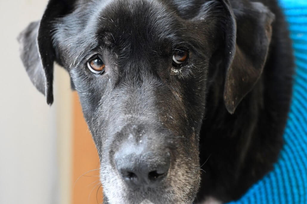 jumbo-jack-healing1-1030x686-1