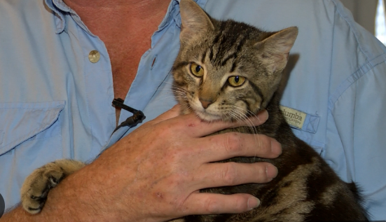 Kitten tied to a tree with jumper cable clip rescued by Orange Beach resident