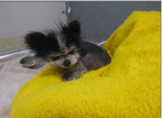 Lost 20-year-old Pomeranian winds up at California shelter