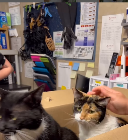 Brother Wolf Animal Rescue caring for abandoned cats thrown through door in shocking video