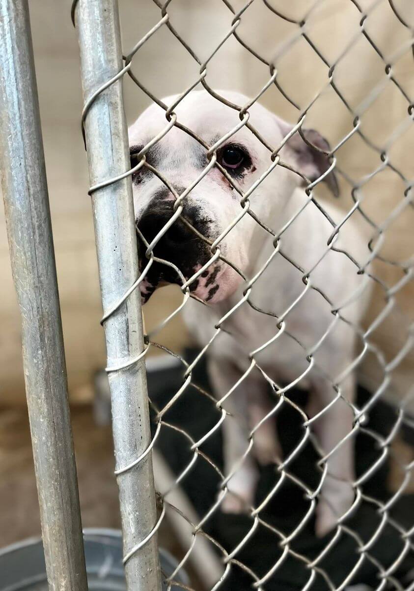 Pound pup’s heartfelt pleading eyes as shared by shelter volunteer reassuring a dog her life matters