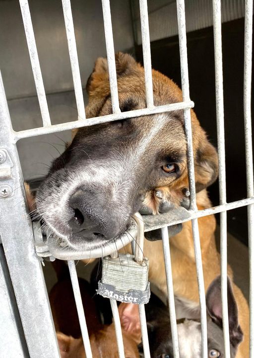 Beautiful shepherd missed euthanasia list: Help her get the chance to live she deserves