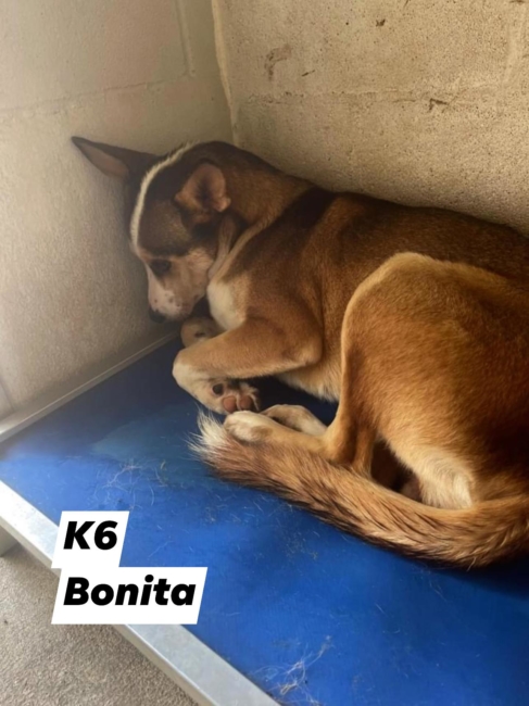 UPDATE: One last chance to rescue Nueces County shelter pup left hiding in the corner