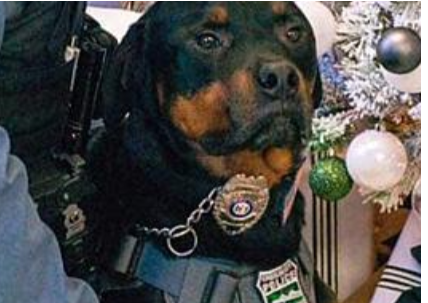 k9-ryker-1