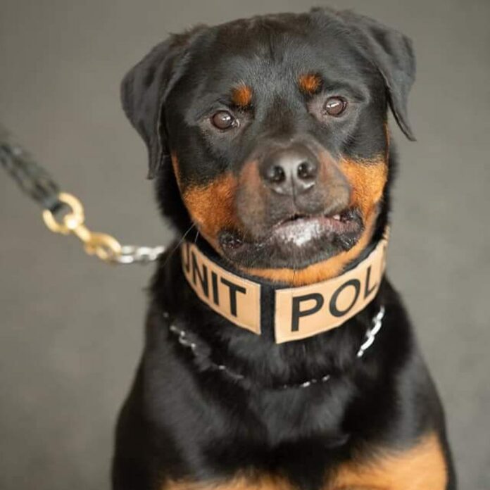 Former K9 officer retired needs new family at Ulster County Dog Shelter