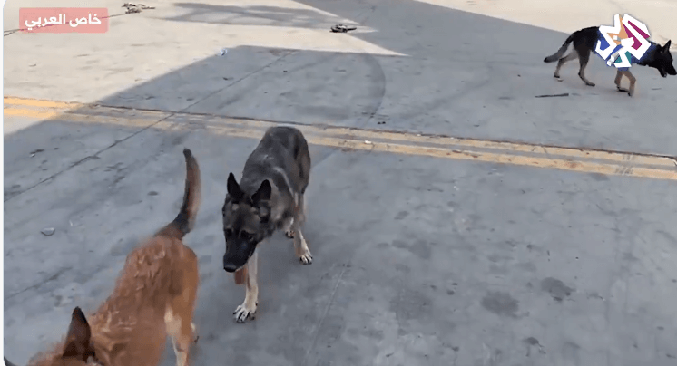 Kabul dogs cover