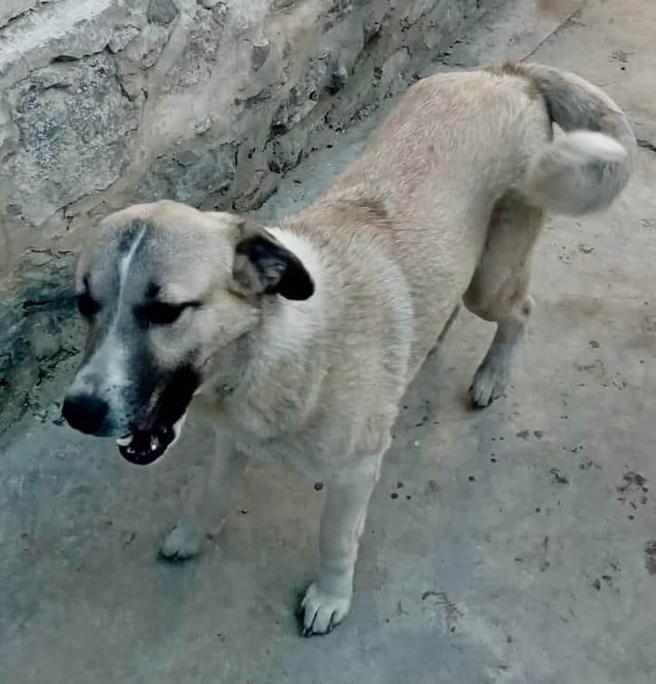 kabul-sa3