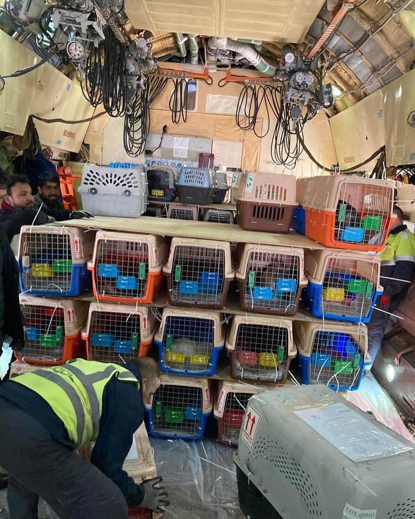 Final evacuation for Kabul Small Animal Rescue out of Afghanistan to Canada and the US