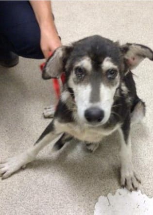 Eight-month-old shepherd slated to die at shelter after his owner failed him