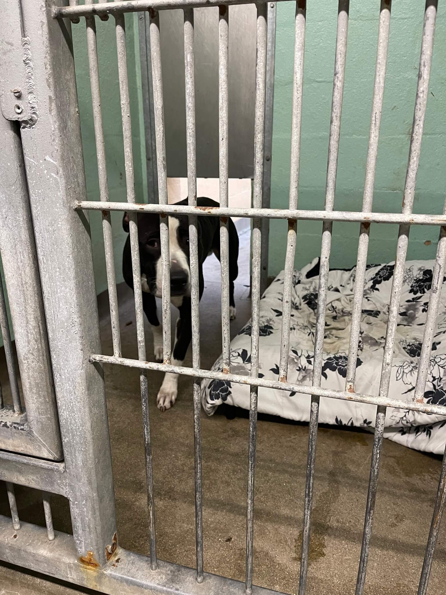 Once a sweet and spirited puppy turns into a ‘broken dog’ after realizing humans keep letting her down