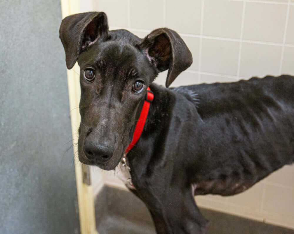 Great Dane weighing 44 pounds rescued from crate left without food or water