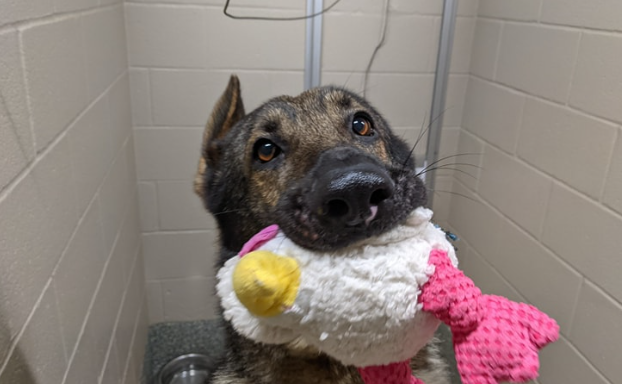 Pup brings out his fav toy hoping to attract attention at shelter