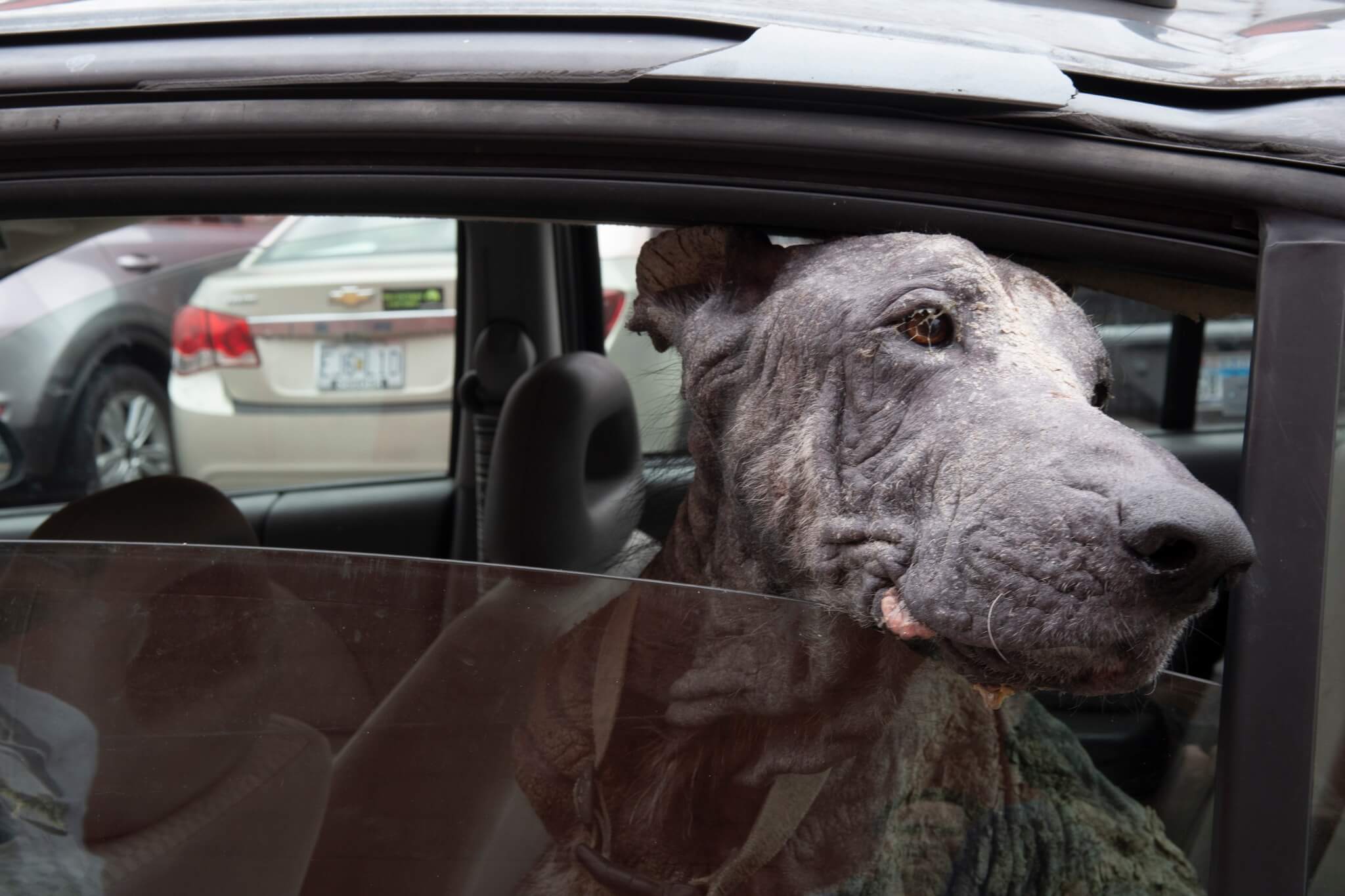 A dog’s life: From the streets of despair to the promise of a new beginning